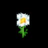 OXEYE_DAISY