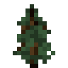 SPRUCE_SAPLING